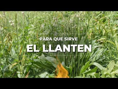 Plantas Medicinales - El Llanten - YouTube