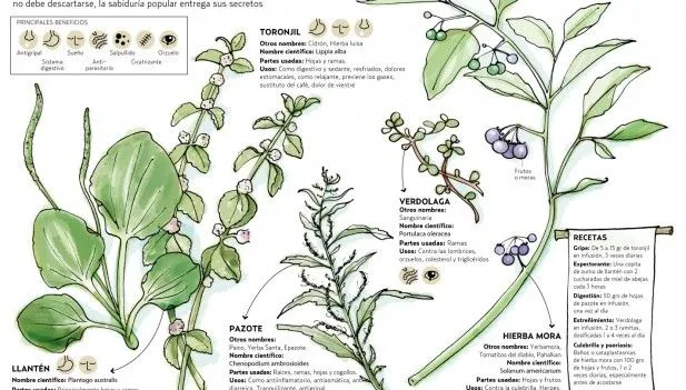 Importancia de plantas medicinales de la selva será tratada en ...