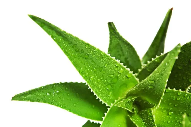 6 Plantas Medicinales que puedes Cultivar en Casa - Ecolisima ...