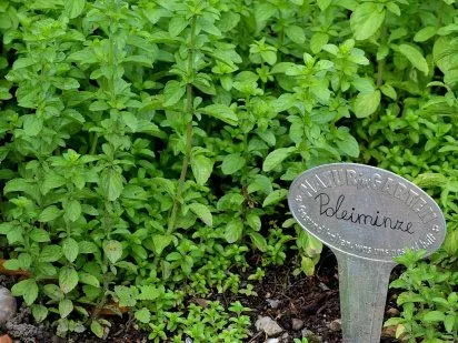 plantas medicinales y sus usos | Cuidar de tus plantas es ...