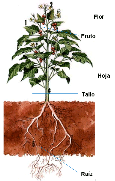 Las plantas - Monografias.