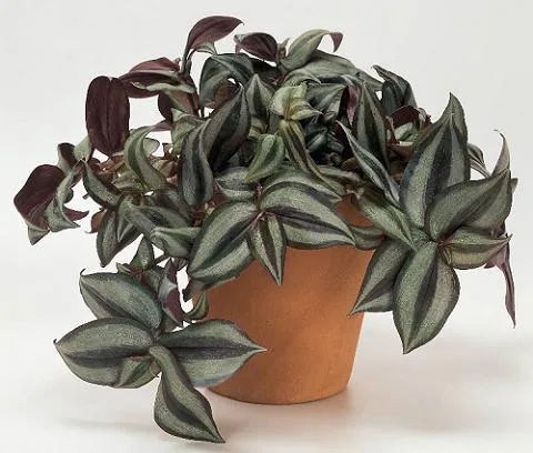 Plantas moradas para terrarios