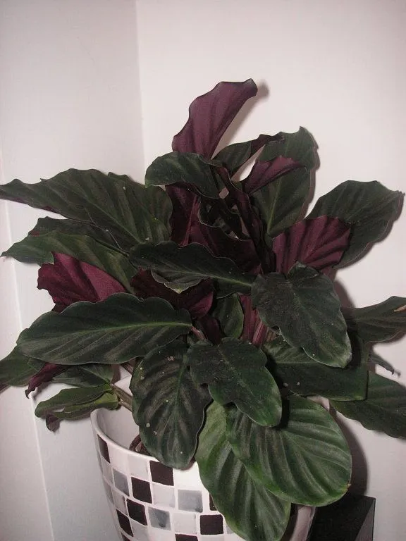 Planta morada y verde - Imagui