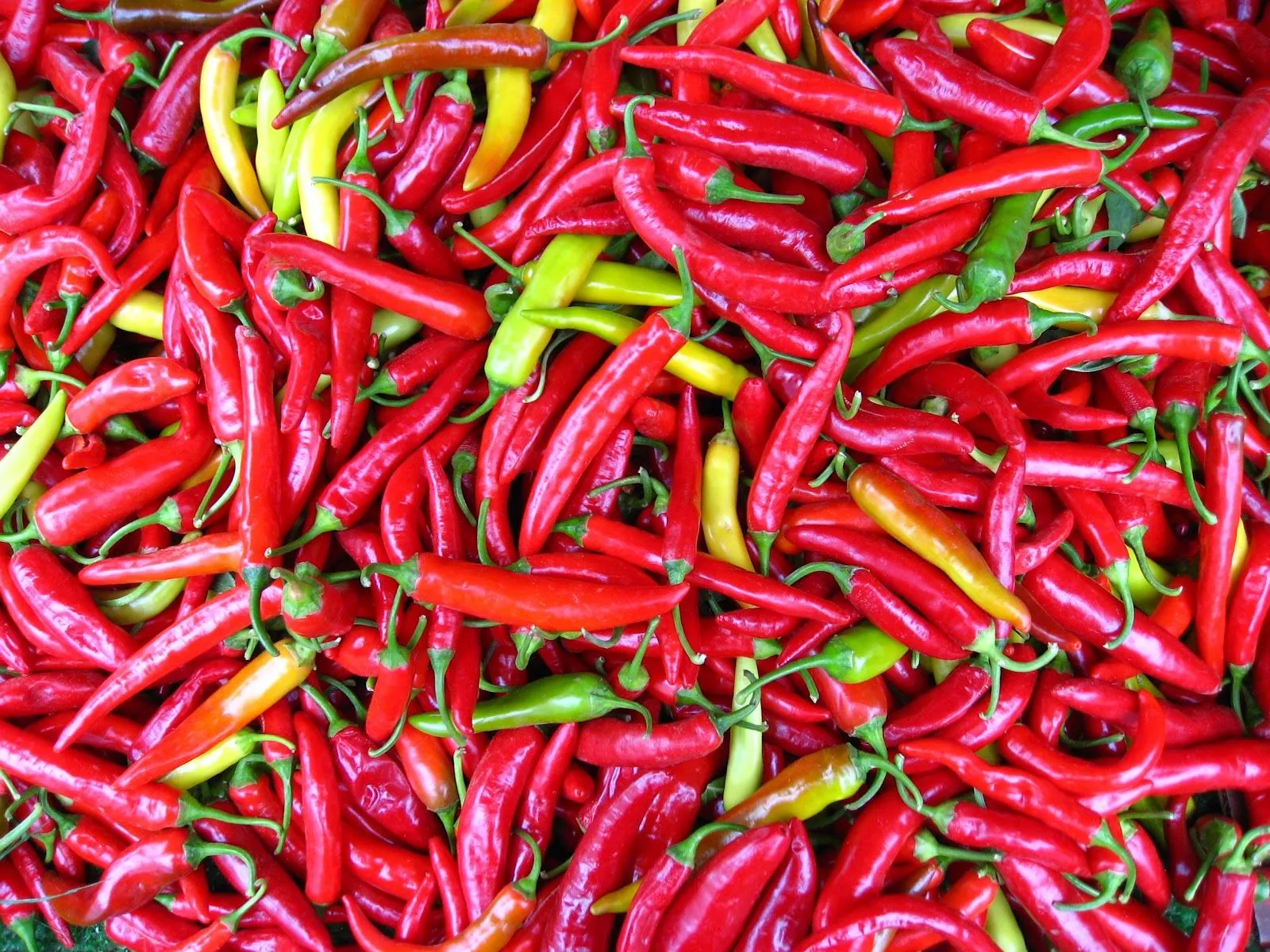 PLANTAS MORENAL: PIMIENTO DE CAYENA (AJI) - Capsicum frutescens PLANTAS MORENAL: PIMIENTO DE CAYENA (AJI) - Capsicum frutescens