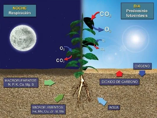 Las plantas para los niños de 4º de Primaria
