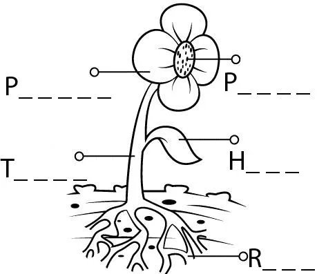 Las plantas para los niños de 4º de Primaria: Actividad 1