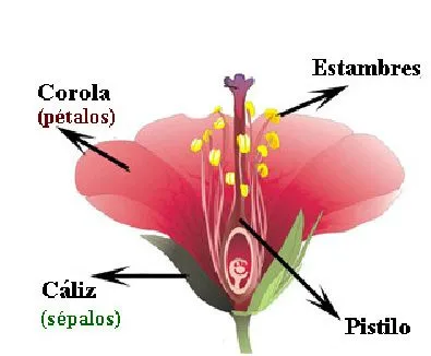Las plantas para los niños de 4º de Primaria: 3. LA REPRODUCCIÓN ... Las plantas para los niños de 4º de Primaria: 3. LA REPRODUCCIÓN ...