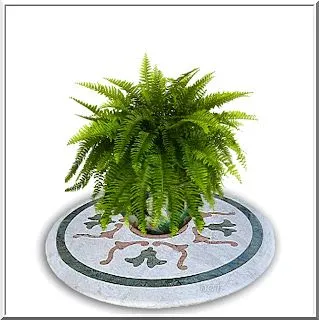 Algo de Plantas: noviembre 2010