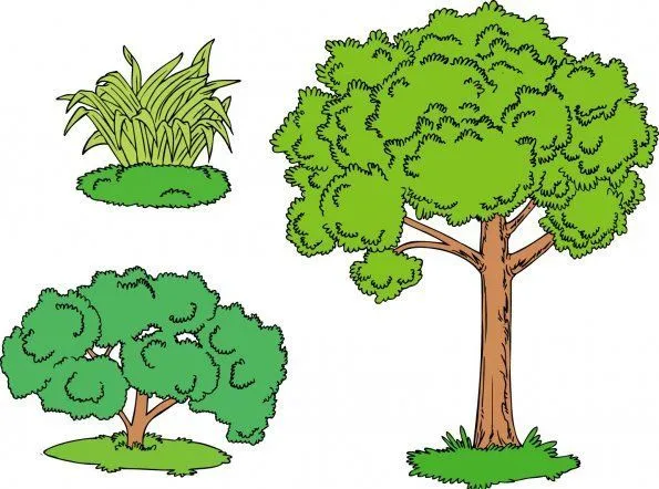 Las plantas on Pinterest | Plants, Seeds and Drawing Flowers Las plantas on Pinterest | Plants, Seeds and Drawing Flowers
