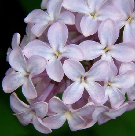 PLANTAS ORNAMENTALES