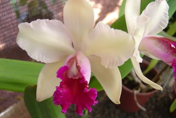 Plantas Ornamentales | La guía de Biología Plantas Ornamentales | La guía de Biología