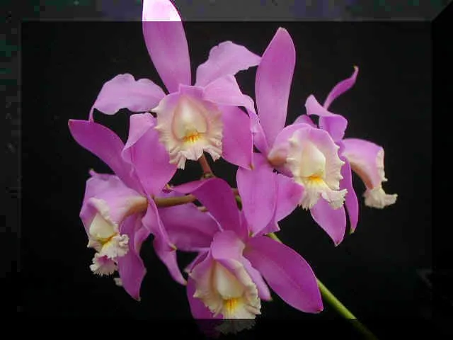 Plantas Ornamentales Con Sus Nombres Pic 25 Pictures