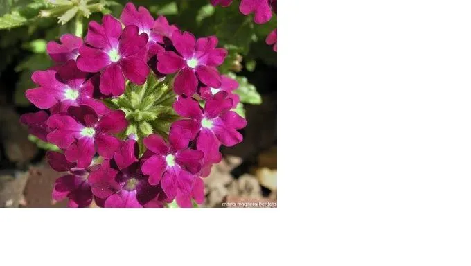 PLANTAS ORNAMENTALES | PLANTAS ORNAMENTALES PLANTAS ORNAMENTALES | PLANTAS ORNAMENTALES