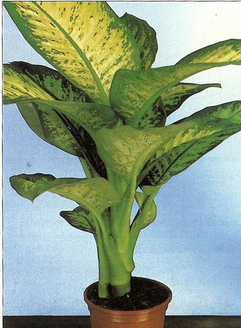 plantas ornamentales: PLANTAS ORNAMENTALES plantas ornamentales: PLANTAS ORNAMENTALES