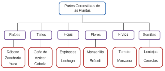 Las plantas (página 2) - Monografias.com