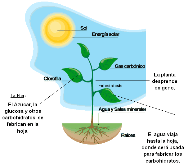 Las plantas (página 2) - Monografias.com