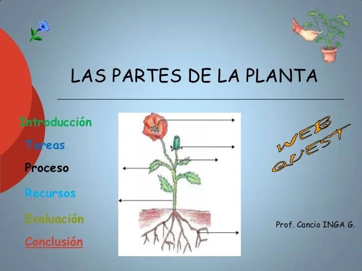 Plantas y sus partes