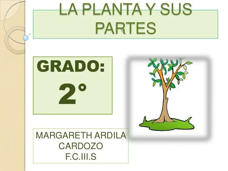 Las plantas y sus partes