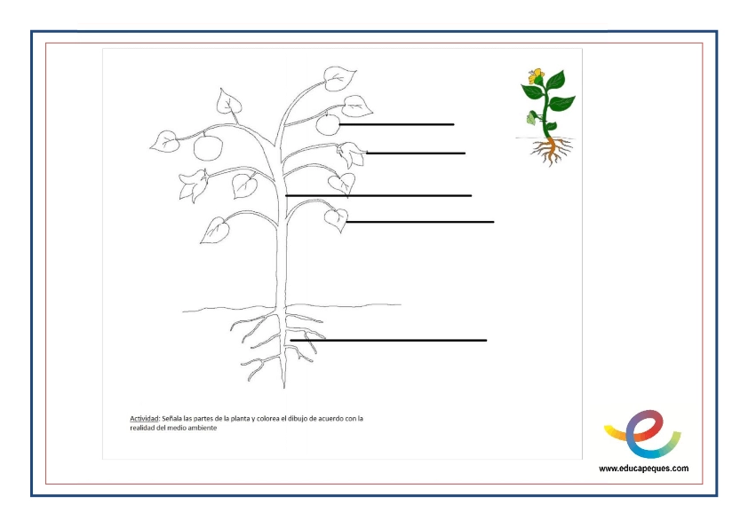 Las Plantas, Partes Y Funciones De Las Plantas 】| Educapeques Las Plantas, Partes Y Funciones De Las Plantas 】| Educapeques
