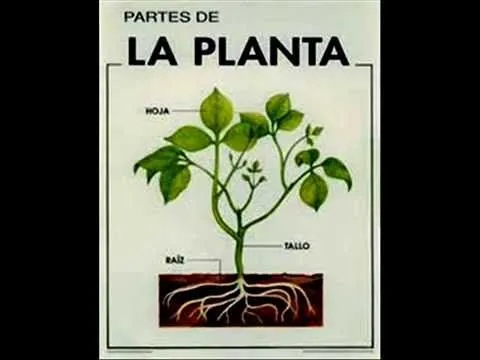 las plantas y sus partes. Funciones, primaria eso - YouTube las plantas y sus partes. Funciones, primaria eso - YouTube