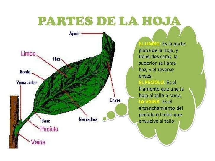 plantas-por-viviana-snchez-12- ...