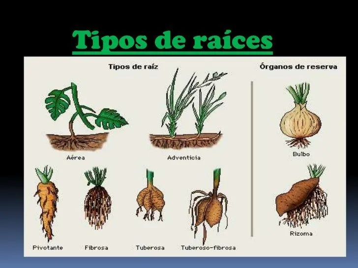 plantas-por-viviana-snchez-7- ...