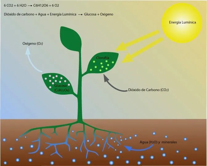 Plantas de regalo: El efecto de la luz en el crecimiento de las ...