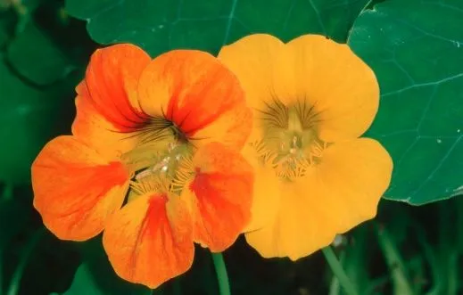 Plantas rústicas de jardín con propiedades medicinales - Buena Salud