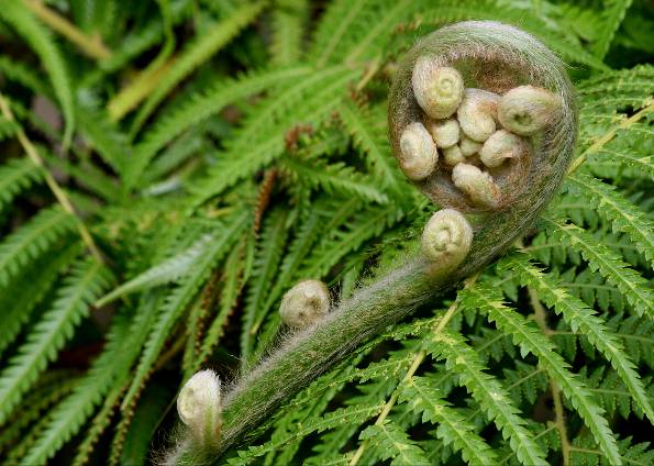 G1 > Ciência e Saúde - NOTÍCIAS - Cientistas descobrem plantas ...