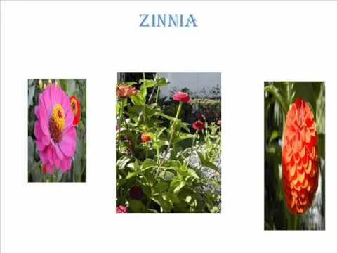 PLANTAS TERRESTRES - YouTube