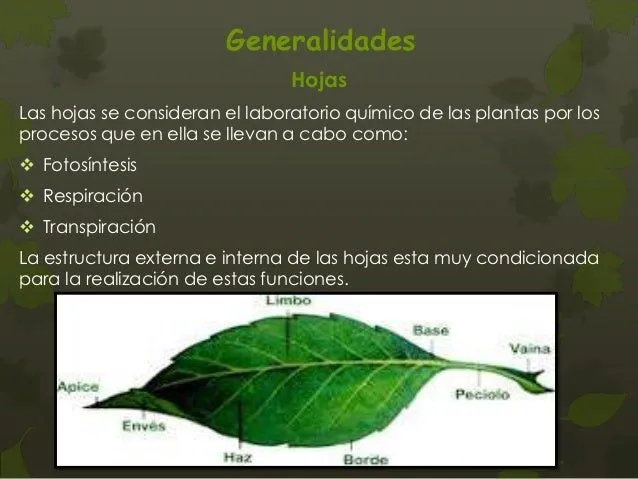 Plantas Vasculares con Semilla