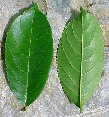 Plantas de Viñales: guía ilustrada - Casearia guianensis / Plants ...