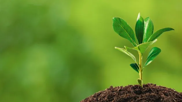 Hay plantas que vuelven a la vida? | Vida21 | Peru21 Hay plantas que vuelven a la vida? | Vida21 | Peru21