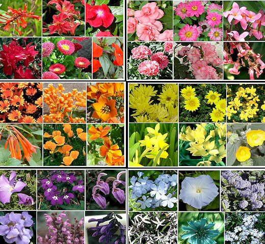 PLANTAS PARA XEROJARDINERÍA