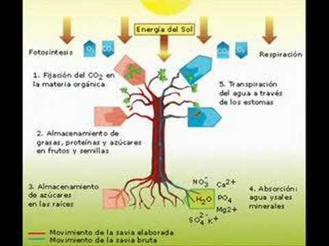 Las Plantas - YouTube
