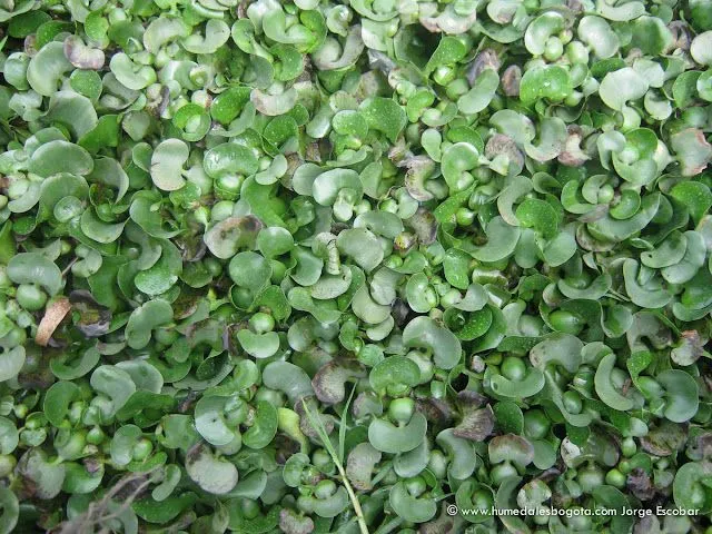 Plantas%20Acua%CC%81ticas%20 ...