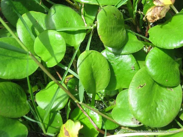 Plantas%20Acua%CC%81ticas%20 ...