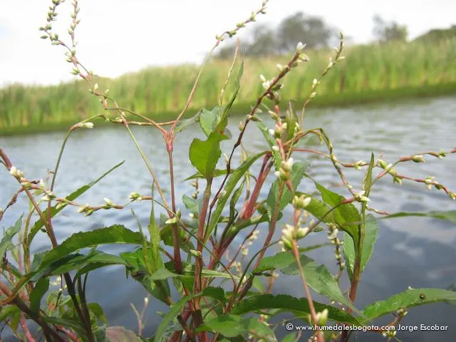 Plantas%20Acua%CC%81ticas%20 ...