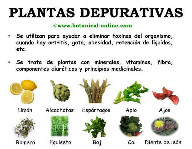 plantasdepurativas.jpg