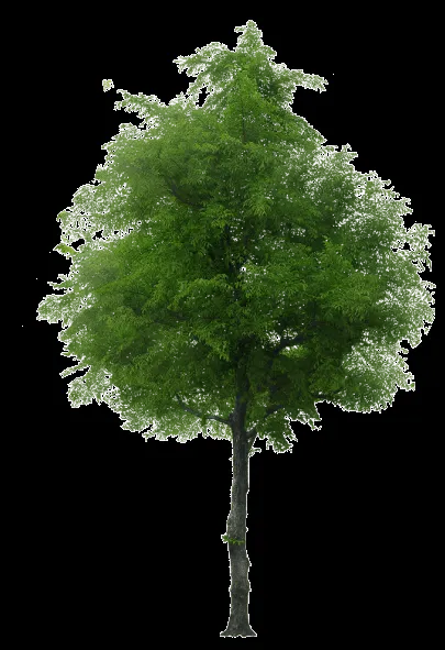 Arboles png planta - Imagui