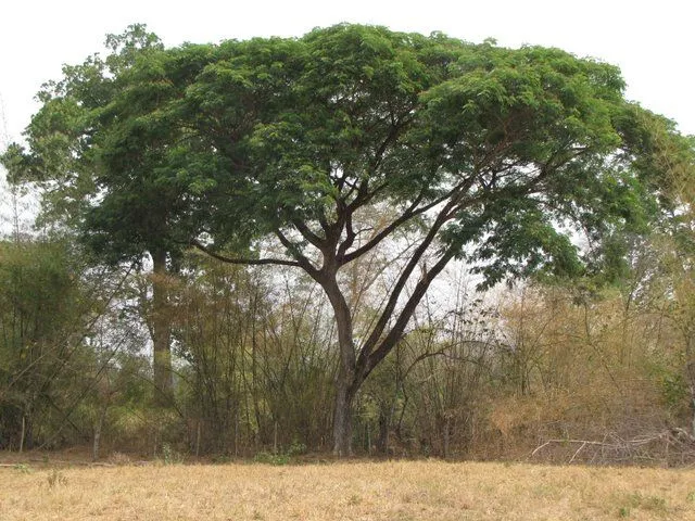 Plantilla para colorear del arbol apamate - Imagui