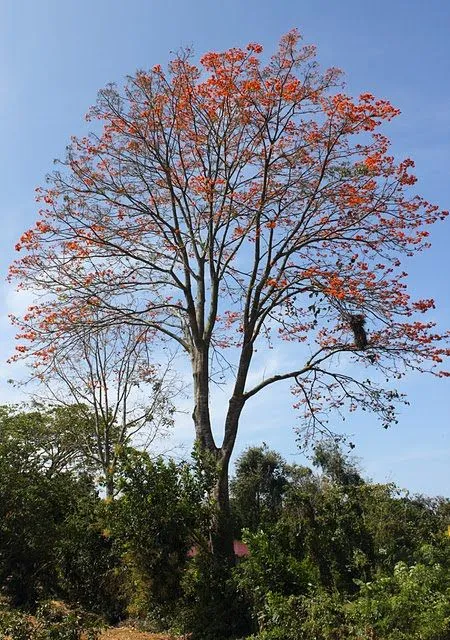 Plantilla para colorear del arbol apamate - Imagui