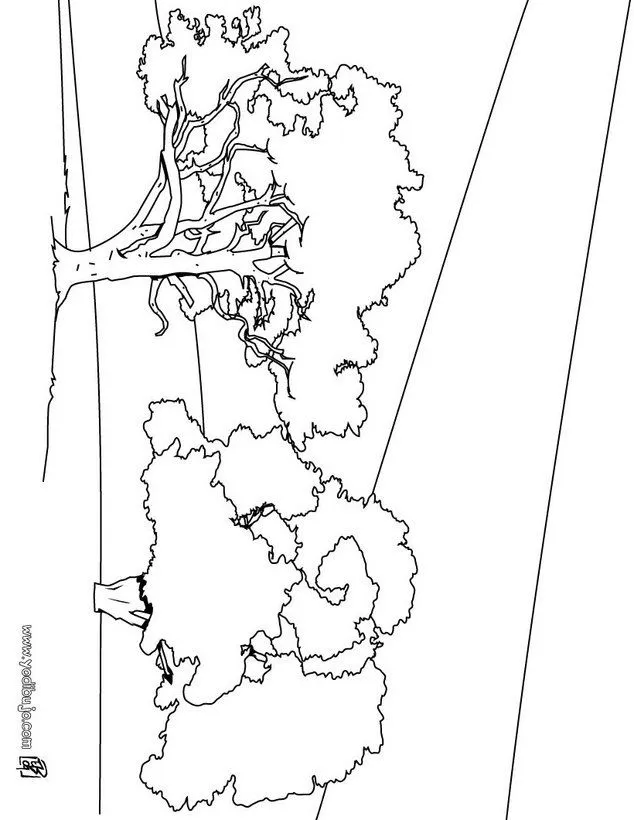 Plantilla para colorear del arbol apamate - Imagui Plantilla para colorear del arbol apamate - Imagui