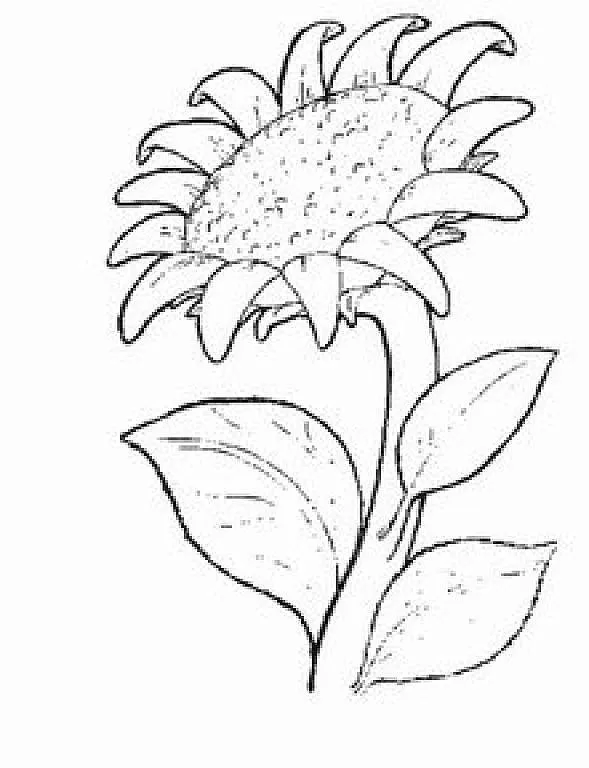 Girasol paracolorear - Imagui
