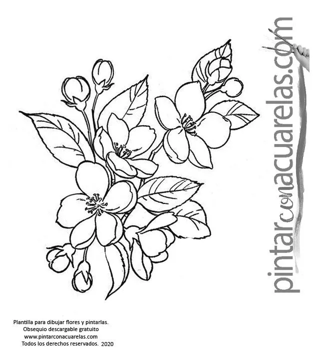 ▷Plantillas con dibujos de Flores para imprimir - ▷Plantillas con dibujos de Flores para imprimir -