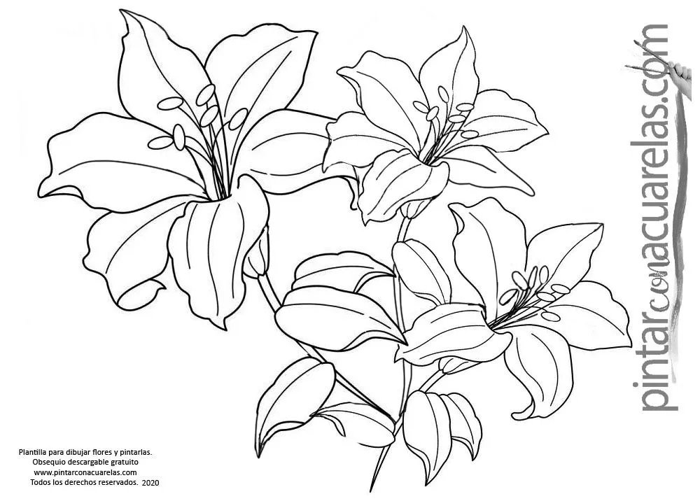 ▷Plantillas con dibujos de Flores para imprimir - ▷Plantillas con dibujos de Flores para imprimir -