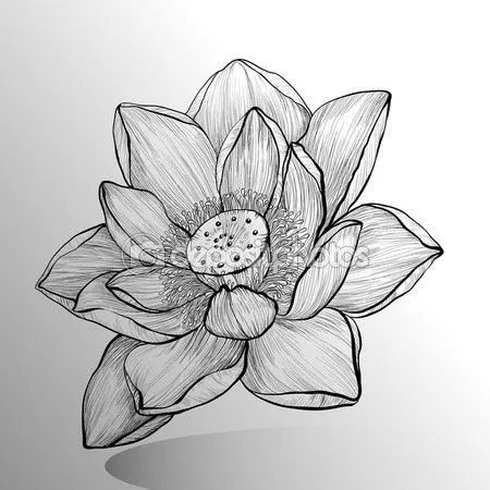 PLANTILLAS DE FLOR DE LOTO PARA TATUAR | ADN TATUAJES Y ESTETICA PLANTILLAS DE FLOR DE LOTO PARA TATUAR | ADN TATUAJES Y ESTETICA