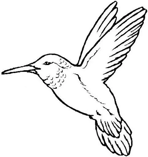 Plantillas de pajaros para colorear - Imagui