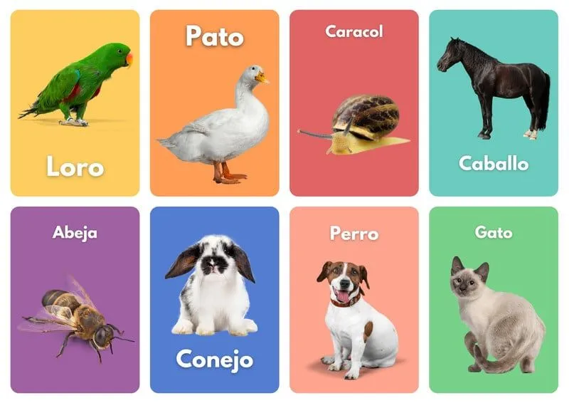 Plantillas de tarjetas de animales gratis para editar | Canva