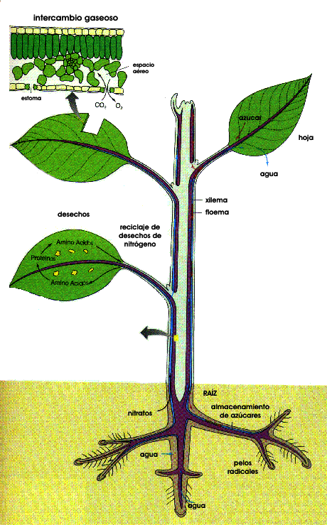 Las Plantitas: COMO CONSERVAR LAS PLANTA